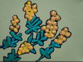 Lisa Hine Yellow Wattle