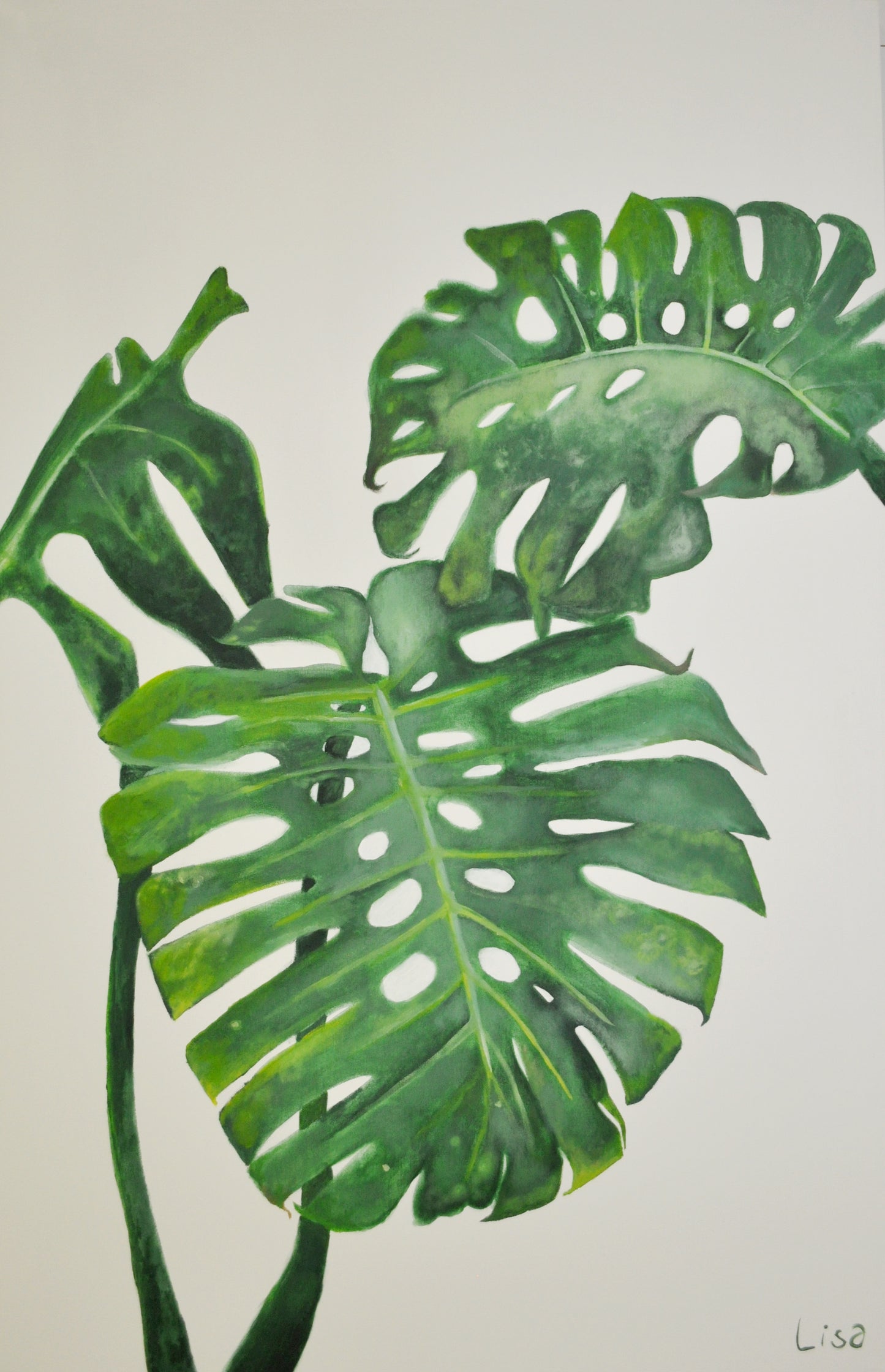 Monstera Deliciosa